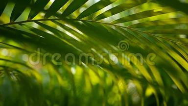 带阳光的热带绿<strong>棕叶</strong>，抽象的自然背景。 散焦冲洗